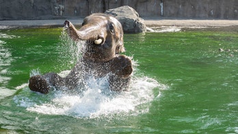 Famous elephant celebrates his 15th birthday with pool party at Oregon Zoo: See the adorable photos