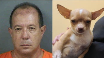 Florida man posed as veterinarian and performed deadly surgery on pregnant Chihuahua named Sugar, cops say