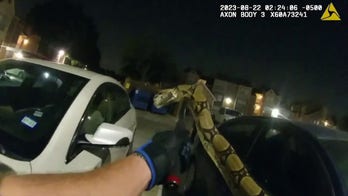 Texas woman finds escaped python blocking her car in parking lot