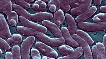 New York State Department releases guidance after 3 dead from flesh-eating bacteria in New York, Connecticut