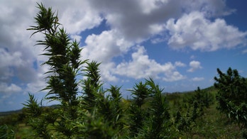 Bahamas eyes legalizing marijuana for medical, religious use