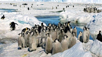 Antarctic ice loss likely wiped out 4 colonies' worth of emperor penguin chicks, researchers say