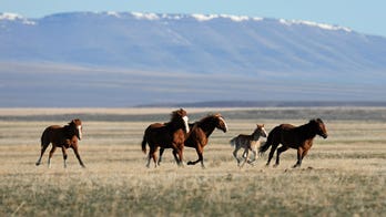 US land managers given deadline to justify Nevada's controversial wild horse roundup program