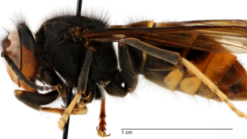 Georgia beekeeper spots invasive hornet in US for first time: ‘A voracious predator’