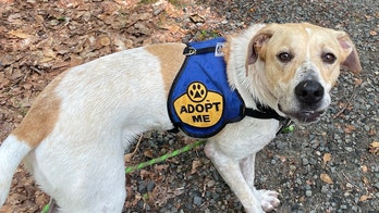 Vermont dog relocated, up for adoption in New Jersey after flooding threatens shelter
