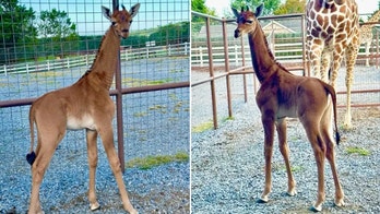 Rare spotless giraffe born at zoo, plus a 'risky' TikTok trend
