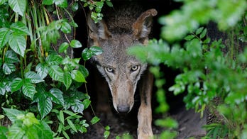 US to release more endangered red wolves in North Carolina following lawsuit with conservation groups