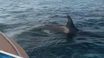 Orcas attack boat off the coast of Portugal for 30 minutes, sailor sets off emergency alert