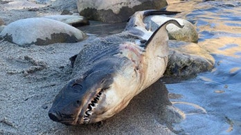 Shark found on riverbank in landlocked Idaho causes alarm, officials say