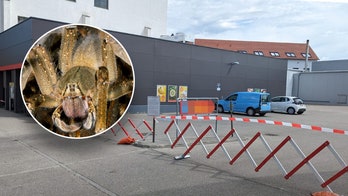 Spider with erection-inducing bite shuts down supermarket, but owners insist store is safe to reopen