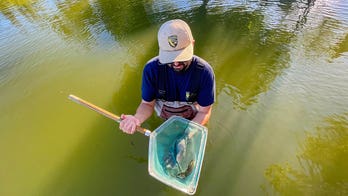 California’s only native sunfish may see a population rebound as heat threatens cold-water invasive species