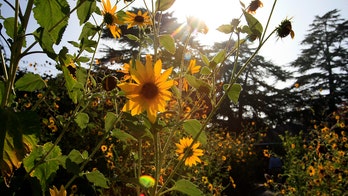 Add a splash of color to your yard with a sunflower garden: Tips for planting, maintaining the flower