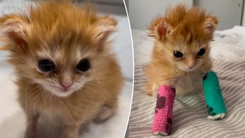 Inspirational kitten Tater Tot dies after charming thousands of fans worldwide