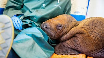 Ailing 1-month-old walrus calf found alone in Alaska dies following round-the-clock care