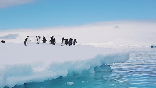 Exclusive glimpse of Antarctica: 'Expect the unexpected when cruising' this harsh, cold and beautiful place