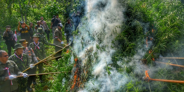 Police officers and personel of National Narcotics Agency burn marjiauna trees