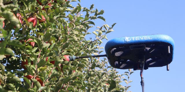 Robot picks fruit from tree