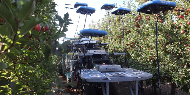 Group of robots among fruit trees