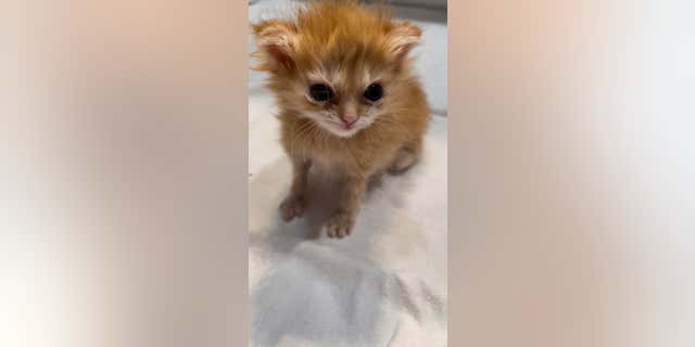 orange kitten looking cute
