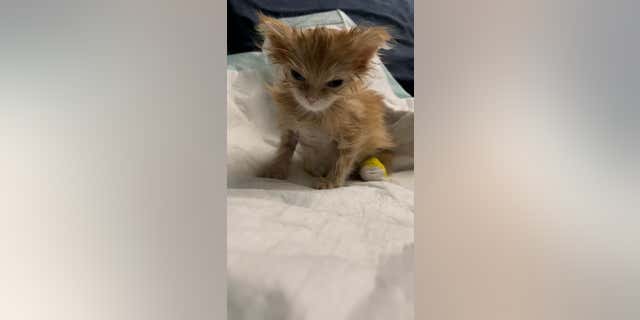 Tiny kitten looking angry