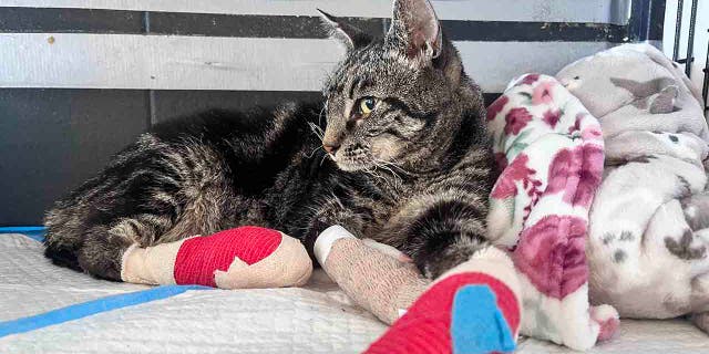 cat with bandages