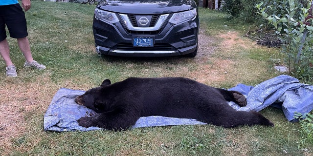 Black bear