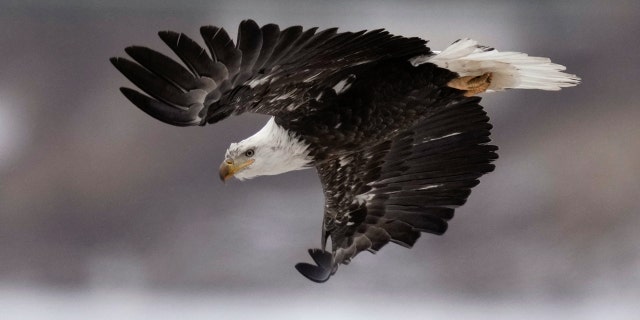 Bald Eagle