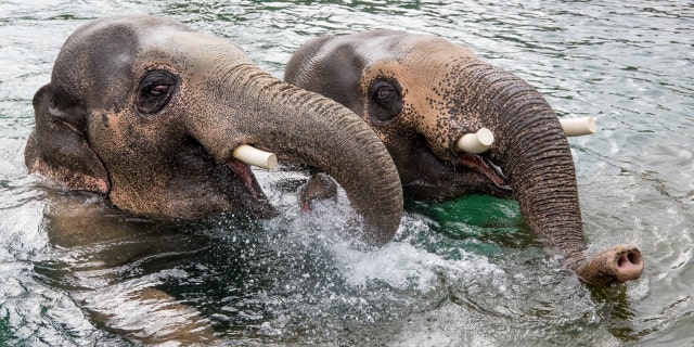 Asian elephants Samdura and Samon swim.