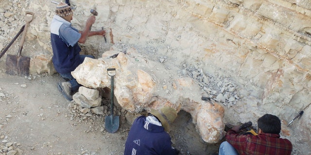 Paleontologists digging