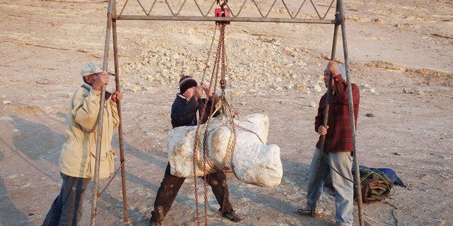 People hoisting the fossil
