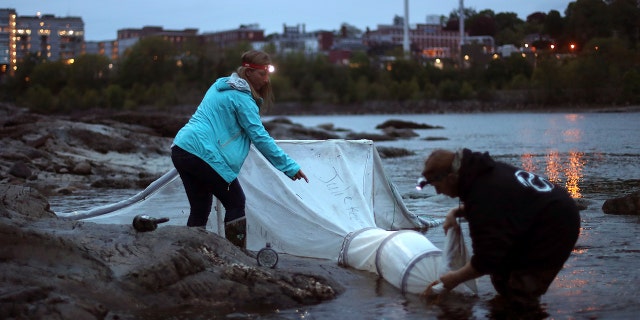 Eel fisherman