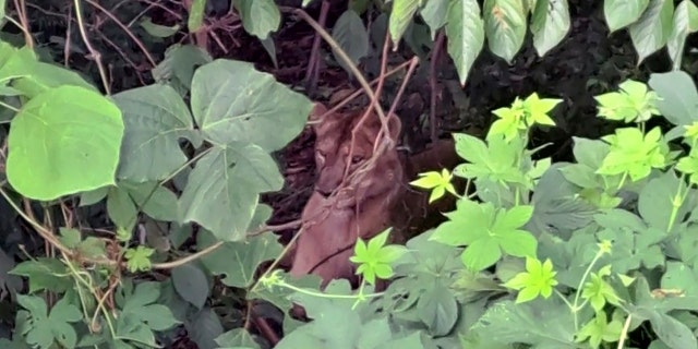 lioness hiding