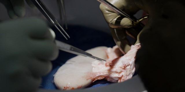 Pig Kidney