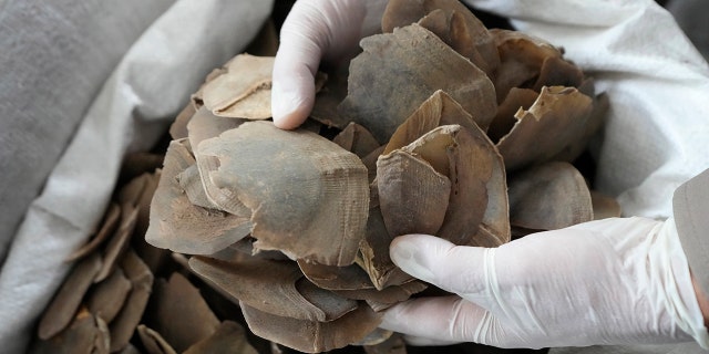 Pangolin scales