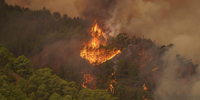 The flames advance through the forest