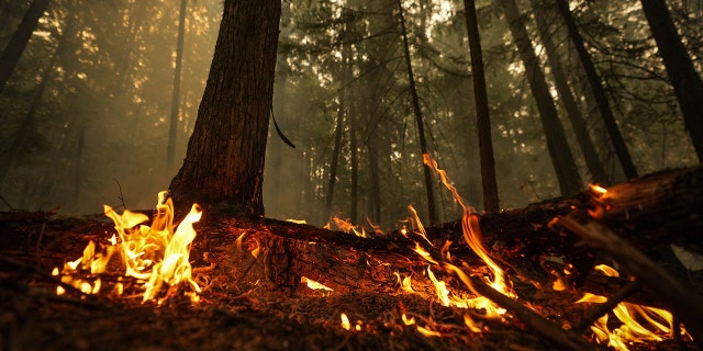 A hot spot from the Lower East Adams Lake wildfire