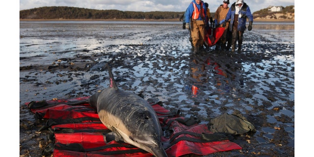 Team helping stranded dolphin
