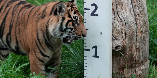 Tiger being measured