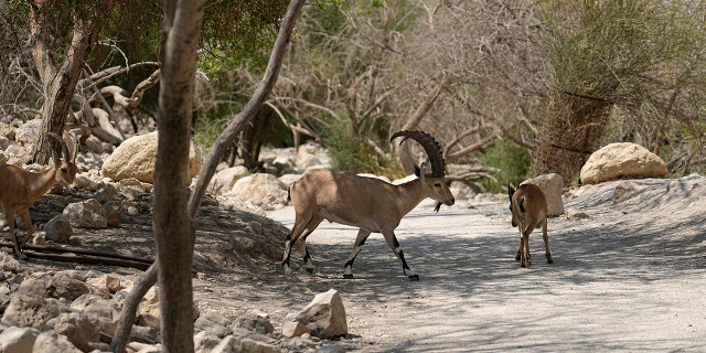 A photo of Ibexes