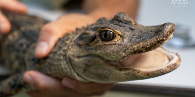 Animal Rescue League alligator