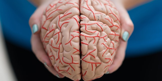 A woman holds a model of a human brain in her hands