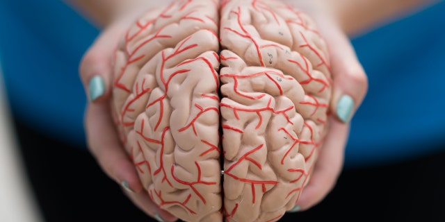 A woman holds a model of a human brain in her hands