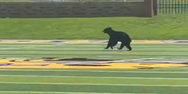 Bear briefly interrupts Tennessee high school's football practice 2 A bear