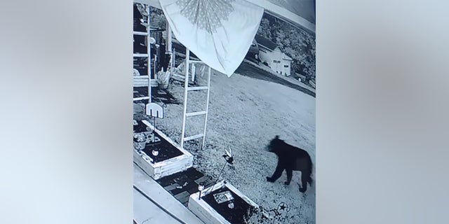 Pennsylvania man attacked by bear after walking into his garage - Mr-Mehra