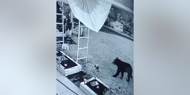 bear attack pennsylvania
