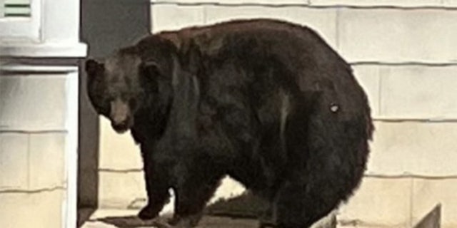 Hank the Tank black bear 