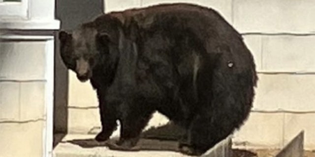 Hank the Tank black bear