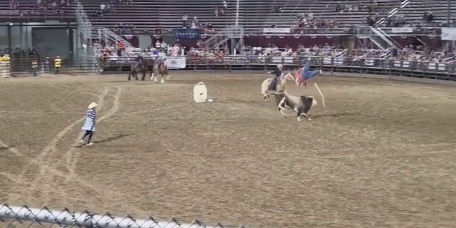 bull charging scarecrow