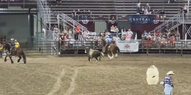 bull running in arena