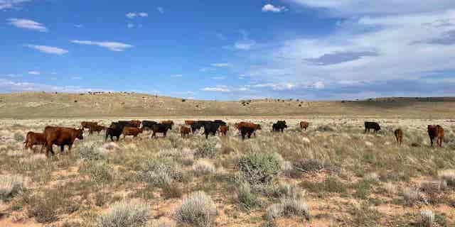 A photograph taken by local rancher Chris Heaton shows cattle grazing on the land impacted by Biden's national monument designation Tuesday.